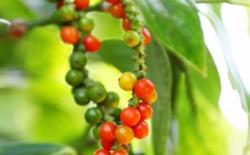 Giá tiêu hôm nay 2/11: Tiếp tục duy trì ở mức cao