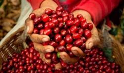 Giá cà phê hôm nay 20/11: Thị trường tăng trở lại