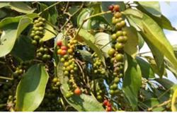 Giá tiêu hôm nay 20/11: Điều gì đã khiến thị trường giảm sâu?