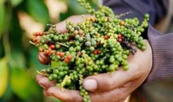 Giá tiêu hôm nay 22/11: Cao nhất ở mức 84.000 đ/kg