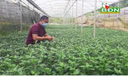 Nông dân thấp thỏm vụ hoa tết