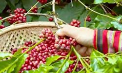Giá cà phê hôm nay 23/11: Thị trường nội địa tăng nhẹ