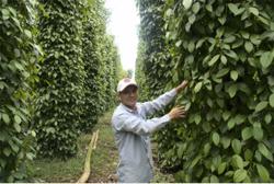 Trụ vững qua 'bão dịch bệnh' nhờ trồng tiêu hữu cơ