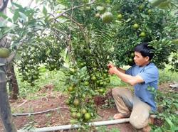 Mạnh dạn chuyển đổi cây trồng để phát triển kinh tế