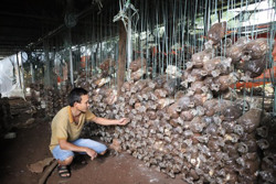 Cơ sở trồng nấm huyện Krông Ana: Thiếu trầm trọng nguyên liệu đầu vào