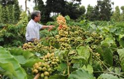 Hồi sinh cà phê già cỗi nhờ tái canh