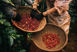 Giá cà phê tăng cao, đạt mức hơn 41 ngàn đồng/kg