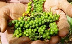 Giá tiêu hôm nay 24/11: Giảm nhẹ 500 đồng/kg