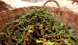 Giá tiêu hôm nay 25/11: Liệu đà tăng của hồ tiêu còn không?