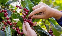 Giá cà phê hôm nay 25/11: Thị trường nội địa giảm mạnh