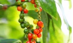 Giá tiêu hôm nay 26/11: Tiếp tục phiên đi ngang