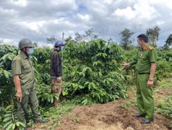 'Nông tặc' hoành hành