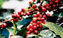 Giá cà phê hôm nay 26/11: Hồi phục nhẹ