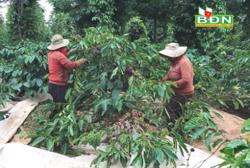 Cà phê tái canh cho năng suất vượt trội