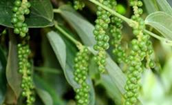 Giá tiêu hôm nay 27/11: Tăng nhẹ sau thời gian dài đi ngang