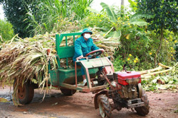 “Sao vuông” nơi tâm dịch