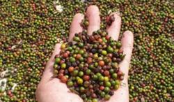 Giá tiêu hôm nay 29/11: Tăng nhẹ trong tuần qua