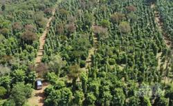 Lợi ích mang lại từ canh tác cà phê cảnh quan