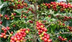 Giá cà phê hôm nay 29/11: Không có biến động mới