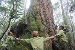 Đại ngàn Chư Yang Sin
