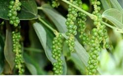 Giá tiêu hôm nay 3/11: Quay đầu giảm 500 -1.000 đ/kg