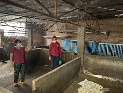 Nông dân Ea Pốk gặp khó trong tái đàn heo