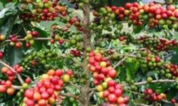 Giá cà phê hôm nay 3/11: Quay đầu giảm mạnh