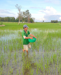 Nông dân lao đao vì giá phân bón tăng cao