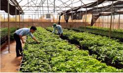 Loạn giống chanh dây ở Tây Nguyên