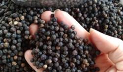 Giá tiêu hôm nay 30/11: Thị trường đi ngang