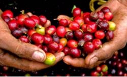 Giá cà phê hôm nay 30/11: Giảm mạnh vì biến thể Omicron