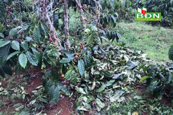 Cảnh giác với tình trạng trộm cắp cà phê