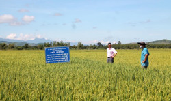 Sức sống mới nơi vùng đất mới (Kỳ 2)