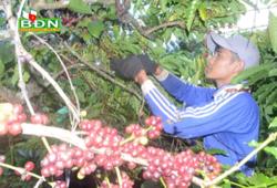Chớm vụ, cà phê trúng mùa, được giá