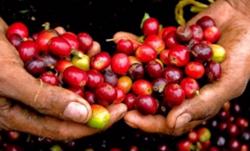 Giá cà phê hôm nay 4/11: Cao nhất ở mức 41.700 đ/kg