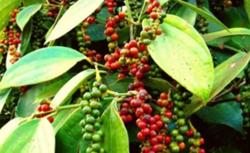 Giá tiêu hôm nay 4/11: Tiếp tục giảm mạnh