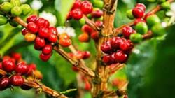 Giá cà phê hôm nay 5/11: Cà phê nội địa quay đầu giảm