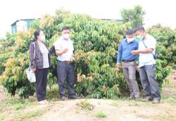 Để cây vải trở thành cây trồng thế mạnh ở Đắk Lắk