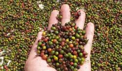 Giá tiêu hôm nay 5/11: Phiên giảm thứ 3 liên tiếp