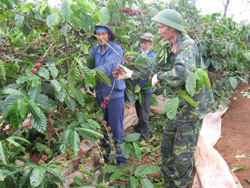 Huyện Krông Búk: Xây dựng phương án thu hoạch, chế biến và tiêu thụ sản phẩm cà phê niên vụ 2021-2022