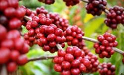 Giá cà phê hôm nay 8/11: Thị trường đi ngang