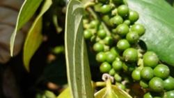 Giá tiêu hôm nay 9/11: Thị trường tăng trở lại