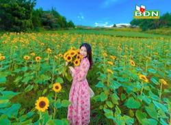 Thu 200 triệu trong 2 tháng từ trồng hoa hướng dương