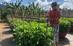 Nông dân dè dặt trồng hoa Tết