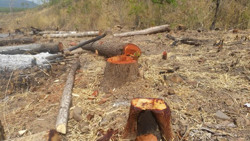 Chuyển biến trong quản lý, bảo vệ rừng ở Ea Súp