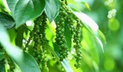 Giá tiêu hôm nay 10/12: Giảm sâu 1.000 - 1.500 đ/kg