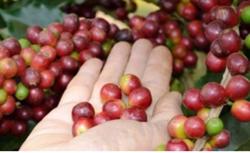 Giá cà phê hôm nay 10/12: Tiếp tục tăng nhẹ 100 - 200 đ/kg