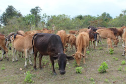 Phát triển chăn nuôi bò thương phẩm ở Ea Sol