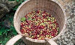 Giá cà phê hôm nay 11/12: Quay đầu giảm 400 đ/kg
