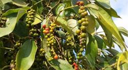 Giá tiêu hôm nay 11/12: Hồ tiêu trong nước đi ngang